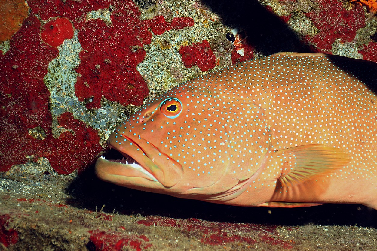 Thailand 2015 - Ko Tao - Merou Saumonee leopard - Plectropomus leopardus _IMG_3661_rc.jpg
